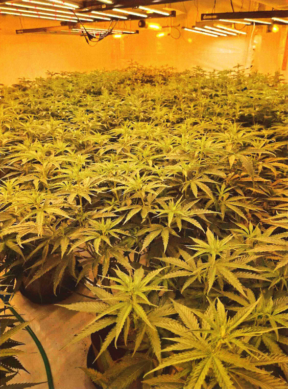 Cannabis grow 1.png