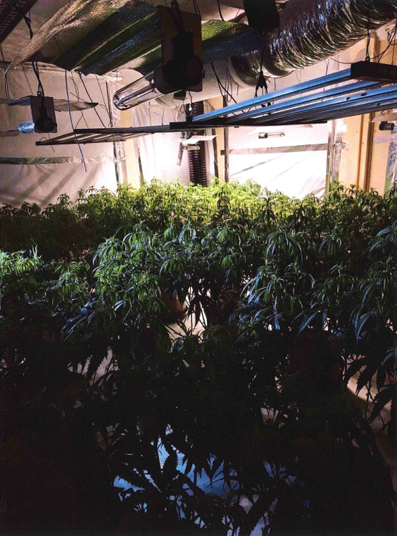 Cannabis grow 2.png